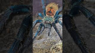 Chromatopelma cyaneopubescens are stunning gbb greenbottleblue tarantula shorts spider blue [upl. by Opalina763]