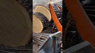 Have you ever wondered how logs are cut to length Well show you how its done with a chainsaw [upl. by Llecram]