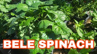 BELE SPINACH  Abelmoschus Manihot Tongan Spinach  Aibika  Health Benefits amp Use [upl. by Kier]