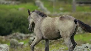 Horse Horse Horses HorseLovers HorseRiding HorseTraining HorseCare HorseJumping [upl. by Stanhope]