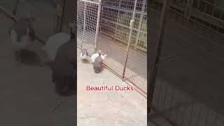 3 pretty 🦆 Ducks Satisfying sound shorts [upl. by Lanta]