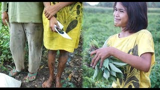 野生生活で逞しく生きるスッポン母子に寄付をした【フィリピン農園だより】 [upl. by Aicirt]