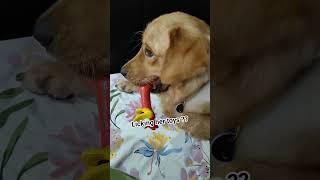 Pseudo pregnancy in Dogs 🥲🐶🐕goldenretriever dog doghealth shorts [upl. by Allred212]