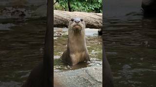 Amazing Very Big Otter otter otterspool short shortvideo viral animals wildlife wildlifezoo [upl. by Aronoel]