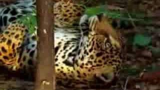 jaguar tastes the hallucinogenic effects of yage [upl. by Kimble491]