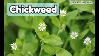 Chickweed  Delicious Edible Wild Plant  Has AntiCancer Properties amp May Help with Hemorrhoids [upl. by Ariik]