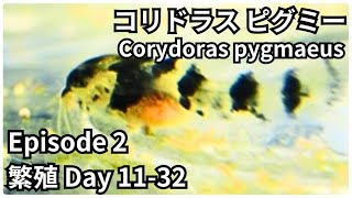 【繁殖】 コリドラス ピグミー Corydoras pygmaeus EP2 Day 1132 飼育 水槽 アクアリウム aquarium [upl. by Daniel855]