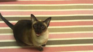 Siamese Cat Meowing [upl. by Esekram]