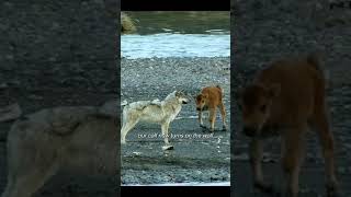 Bison Saves Her Lost Baby From A Wolf [upl. by Phineas251]