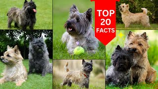 Cairn Terrier Dog 2024 [upl. by Presley]