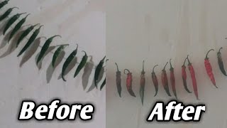 How to Dry Green Peppers Perfectlyquot [upl. by Liagibba534]