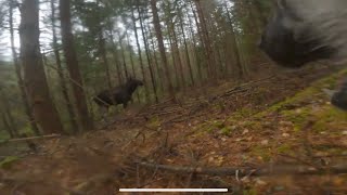 Norwegian Elkhound Hunts Cow Moose Dogs POV With GoPro [upl. by Lehcsreh]