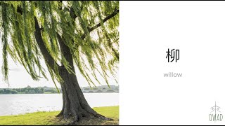 Willow 柳  S4E267  OWAD Learning Mandarin Chinese [upl. by Nniroc345]