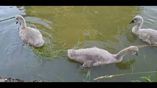 Bedford Park Cygnets  23 June 2024 [upl. by Alaikim]