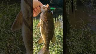 Creek Smallmouth on a Custom Topwater Lure bassfishing smallmouthbass creekfishing topwater [upl. by Gae]