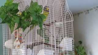 Plumheaded Parakeet singing [upl. by Girardo]