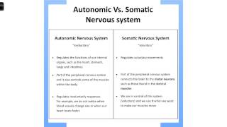 Autonomic vs Somatic Nervous System [upl. by Aratal]