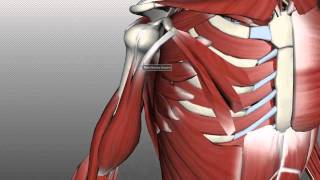 Muscles of the Upper Arm  Anatomy Tutorial [upl. by Yleoj]