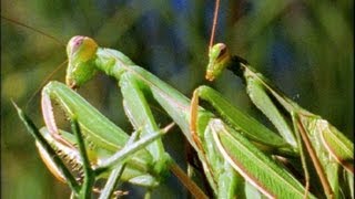 Mantis Mating  Wildlife On One Enter The Mantis  BBC Earth [upl. by Lorre]