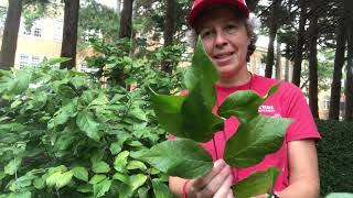 Calycanthus floridus sweetshrub [upl. by Schertz]