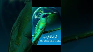 THIS IS THE CREATION OF ALLAH  AYAT E QURAN  TILAWAT voiceeffects virel qurantilawatislam [upl. by Eadahs]