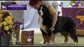 Bernese Mountain Dogs  Breed Judging 2023 [upl. by Ackler573]