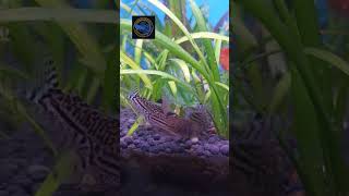 Hungry Cory Gang corydoras julii catfish plantedtank aquarium aquascape plantedaquarium [upl. by Weigle]