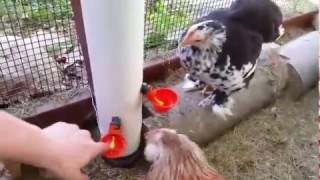 PVC Waterer for Chickens with Fishing Float Level Indicator [upl. by Kiran357]