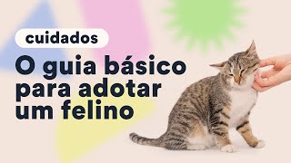 O que fazer antes de adotar um gato  Petz TV Cuidados [upl. by Ardien377]