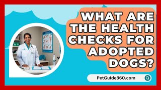 What Are the Health Checks for Adopted Dogs  PetGuide360com [upl. by Eelrehpotsirhc]