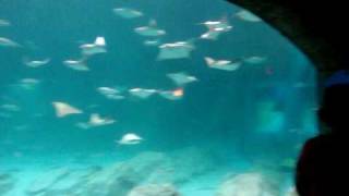 Manta Sea World Orlando Line amp Aquarium [upl. by Eitsirhc]