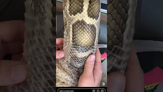 ECDYSIS Snakes shed their skin animals trending snake youtubeshorts youtubeshorts [upl. by Ramberg]