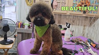 Fluffy headDog grooming BichonPoodle mix [upl. by Holmann713]