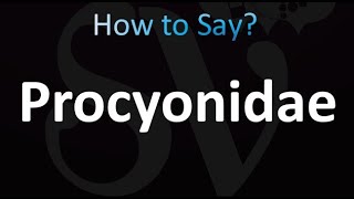 How to Pronounce Procyonidae Correctly [upl. by Alket]