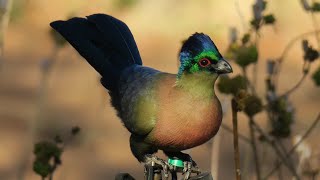 Purplecrested Turaco call  sound [upl. by Hassett]