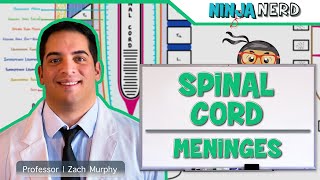 Neurology  Spinal Cord Meninges [upl. by Sunil]