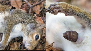 Botfly removal from squirrel 🐿️ [upl. by Rochemont]