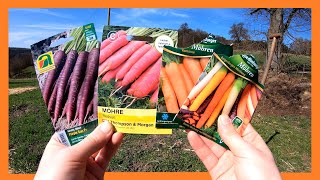 Karotten zwei mal im Jahr anbauen 🥕🥕 Karotten im Garten von der Aussaat bis zur Ernte  Freiland 🥕 [upl. by Retsehc]