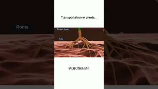 Transportation on plants only one minute ☘️🌱transportation plants chapter biologystudylearning [upl. by Eilsehc]