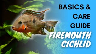 Firemouth Cichlid Basics And Care Guide [upl. by Ruelu927]