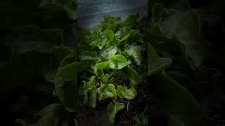 The edible uses of Sea Beet Beta vulgaris subsp maritima [upl. by Gaylor]