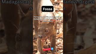 Amazing Fossa Fact [upl. by Toffey]