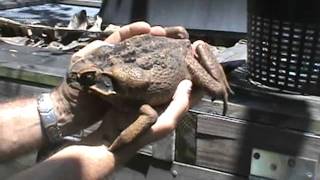 Giant Suriname Marine Toad [upl. by Airottiv]