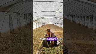 Grasshopper farming sciencefacts shorts shortvideo [upl. by Mullac74]