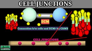 Cell Junctions  Anchoring Junctions Tight Junctions Gap Junctions  Types Of Cell Junctions [upl. by Oicor148]