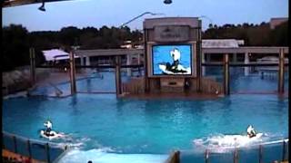 Shamu Rocks SeaWorld Orlando 2003  Epic Killer Whale Spectacular [upl. by Skricki215]