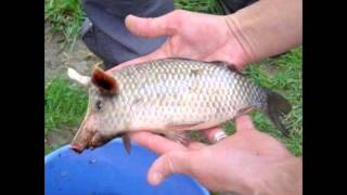 Pigfish on China [upl. by Leonor]