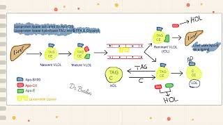 Lipoproteins LDL amp HDL [upl. by Sisxela737]