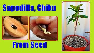 How to Grow Sapodilla  Sapota From Seeds Growing Chiku  Chikoo Tree From Seed [upl. by Jardena]