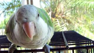 Quaker Parrot Talking quacking like a duck being cute [upl. by Sauers]